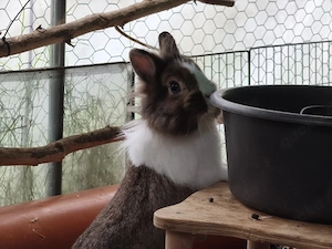 Zwergkaninchen, Kaninchen, Löwenköpfchen, Häsin, geimpft 