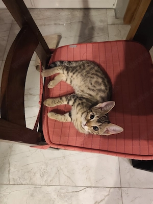 Bengal Mädchen 