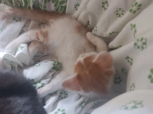 Baby Kater 