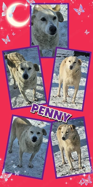 Omi Penny sucht sehr dringend ein Zuhause, wer kann helfen und hat ein Körbchen frei?