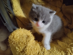 Zuckersüsse Exotic-Shorthairbabys in selten Farben suchen zu Weihnachten Wunderbare neue Menschen