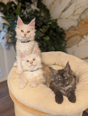 Reinrassige Maine-Coon-Kitten aus liebevoller Hobbyzucht