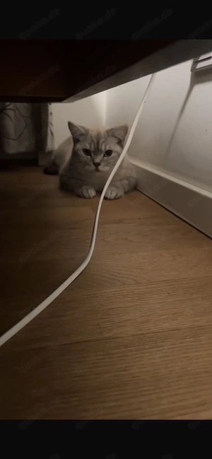 kitten ausziehe bereit 
