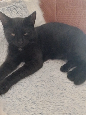 junger kater