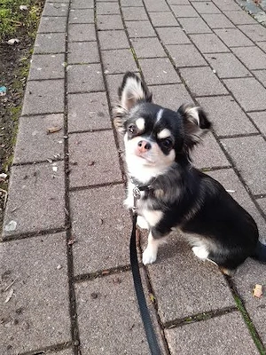 Chihuahuahündin, 11 Monate