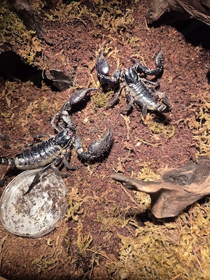 Heterometrus spinifer 