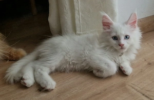 Maine Coon Kitten Kater