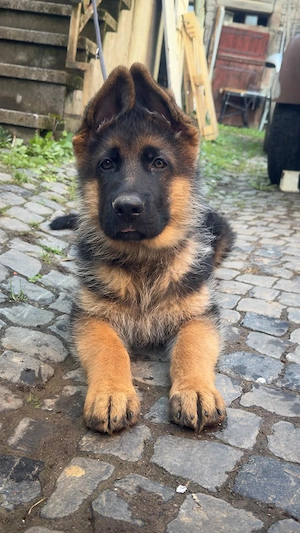 deutscher schäferhund welpe