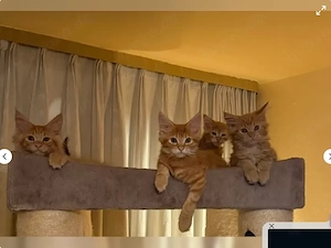 3 Zuckersüße Maine coon kitten, Baby Kätzchen, gerade 12 Wochen alt