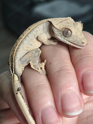 Kronengecko Jungtier poss. 1.0 PV Correlophus Ciliatus 