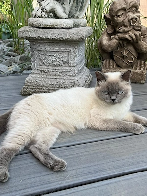 Katzenbaby BKH reinrassig sofort abzugeben Kitten Kater Katze