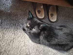 13 Monate alter Kastrierter BKH Britisch Kurzhaar Kater