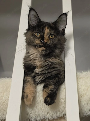 Maine Coon 