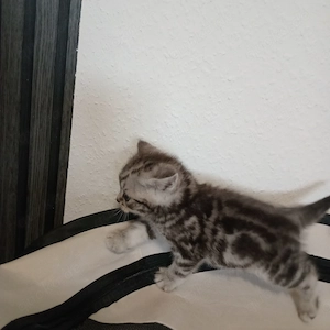 BKH Kitten(Jungen)zu verkaufen 