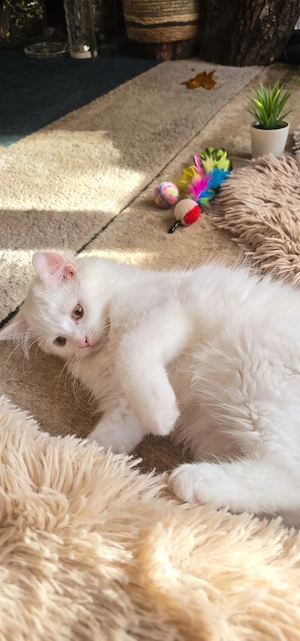 Verspieltes weißes Katerchen mit flauschigem Fell   4 Monate