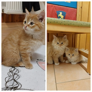 Babykatze Kater sucht liebevolles Zuhause