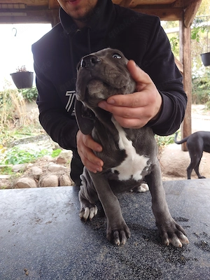 Cane Corso Welpen 