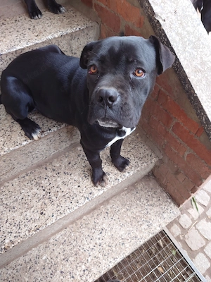 Cane Corso junghunde