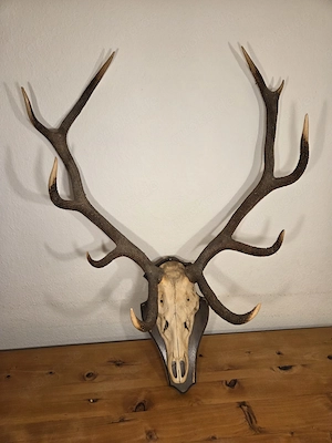 Großer Hirschschädel mit imposantem Geweih   Jagdtrophäe