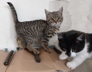 Zwei bezaubernde Europäisch-Kurzhaar-Kitten suchen ein liebevolles Zuhause    