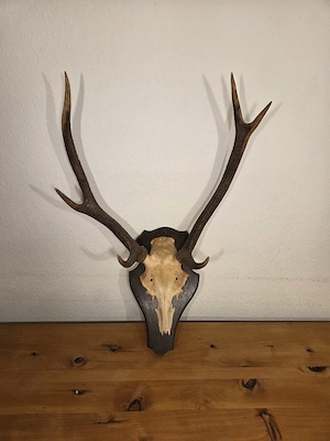Hirschschädel mit Geweih auf Holzschild   Jagdtrophäe