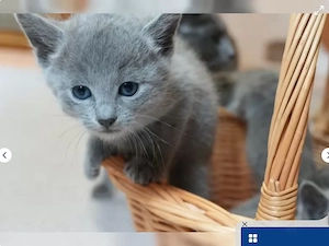 Russisch Blau Kitten mit Stammbaum (reinrassig)