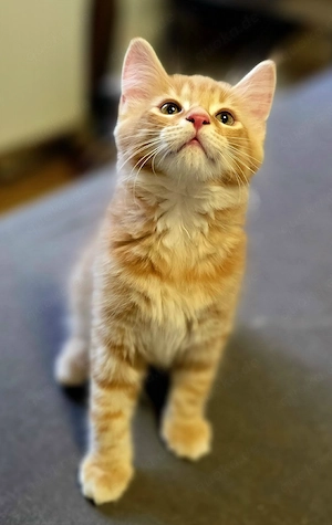 Maine Coon Kitten ohne Stammbaum 