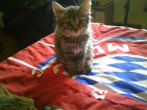 Katzenbabys suchen zu Hause