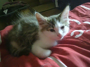 Katzenbabys suchen zu Hause