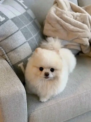  Niedliche Pomeranian-Welpen suchen ein liebevolles Zuhause.   