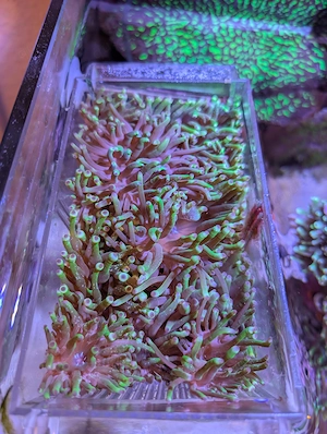 Anemonen Salzwasser Aquarium crassa