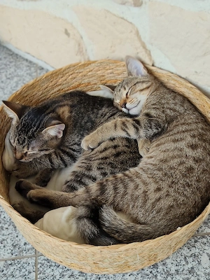 kleine Kater