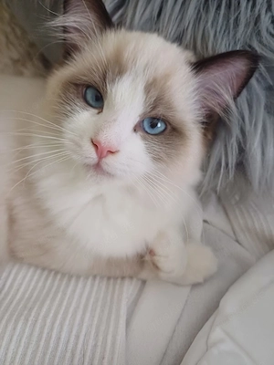 Reinreisiges Ragdoll Katerchen mit Stammbaum 3 Monate alt