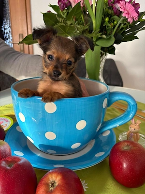    Langhaarige Russische Toy Terrier Welpen suchen liebevolle Familien