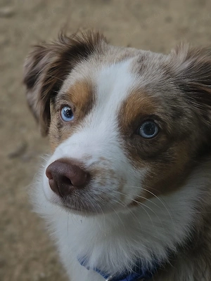 Mini Aussie 9 Monate sucht liebevolles Zuhause