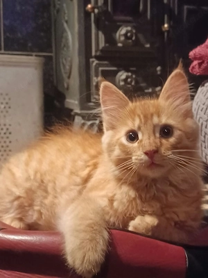 Waldkatzen Kinder Kitten