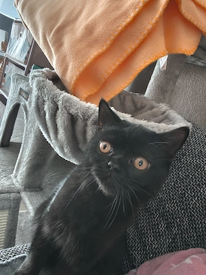 BKH Mädchen Schwarz*5 Monate*
