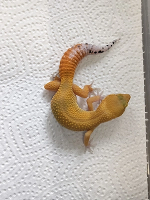 Eublepharis macularius -Leopardgecko 