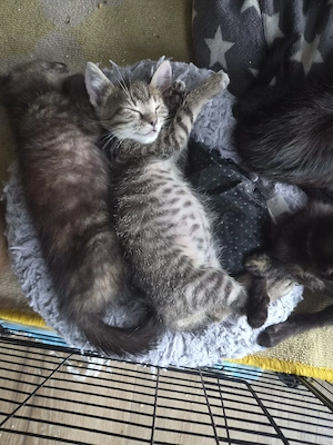 8 Katzen Kitten abzugeben 