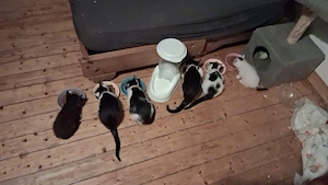 katzen zum abgeben 