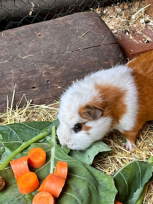 Süßes Meerschweinchen-Weibchen 3,5 Jahre alt