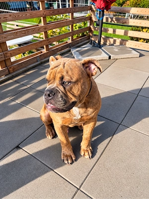 Old English Bulldog, Rüde, Welpe mit 7 Monate, Alva sucht sein Für-immer-Zuhause