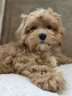 2 Wunderschöne Maltipoo Welpen 