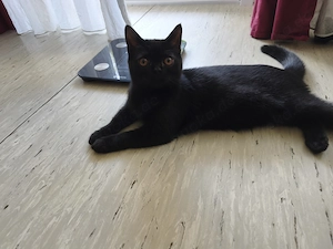 BKH Mädchen Schwarz*5 Monate*