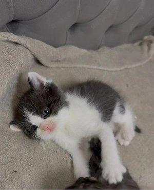katzen baby 350