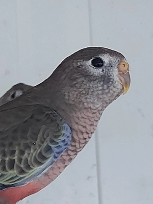 Bourkesittiche - Vögel - Sittiche 