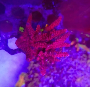 Acropora PC Rainbow Original Meerwasser Koralle