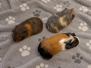Meerschweinchenböcke