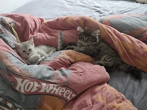 2 Maine Coon BKH Mädchen