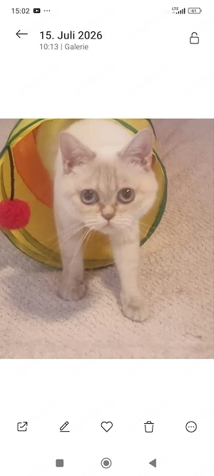 reinrassige BKH katze